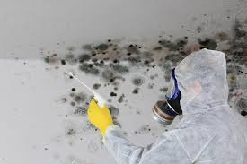 Mount Vernon, KY Mold Removal Company